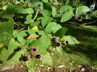 Atropa_belladonna_(Tollkirsche).jpg